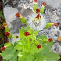 Gynura zeylanica Trimen